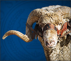 Member, Texas Tech University System